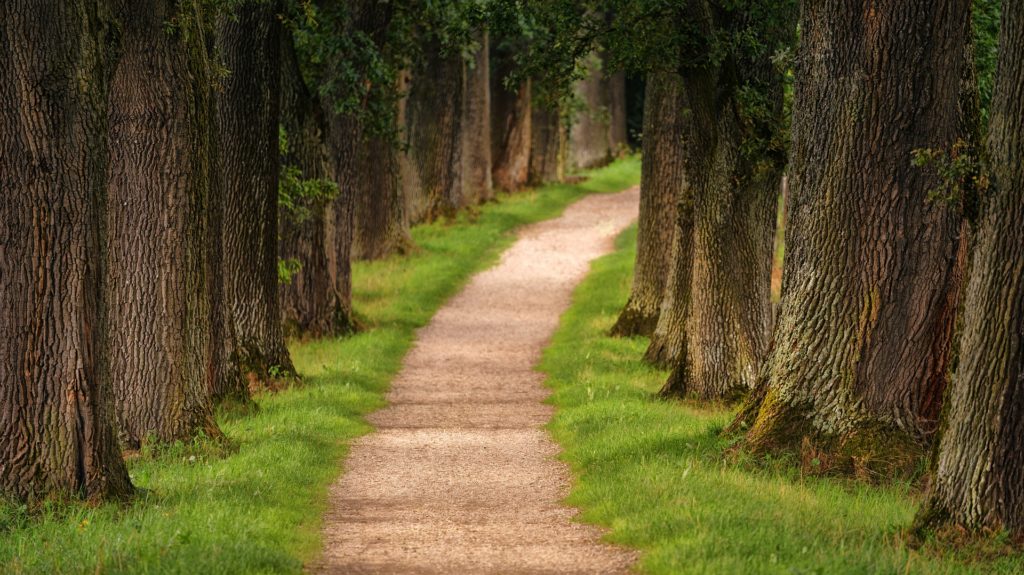 Einzelner Baum in weiter Landschaft